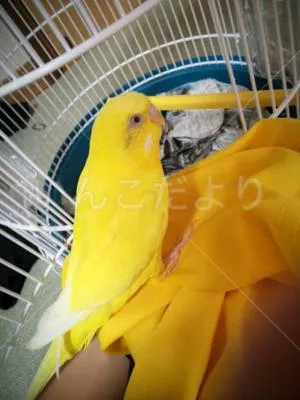 コメントの画像