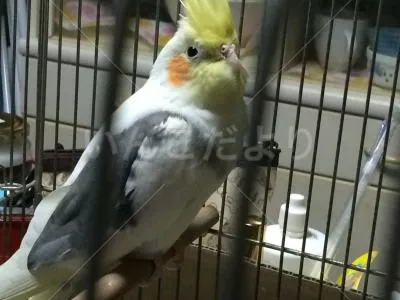 コメントの画像