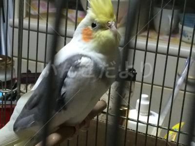 コメントの画像