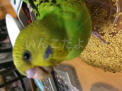 コメントの画像