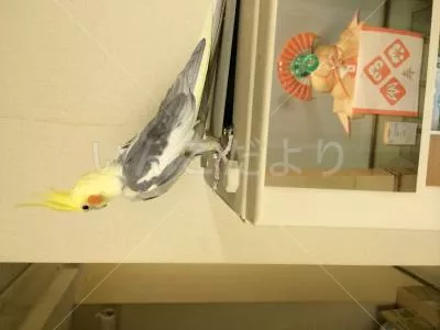 コメントの画像