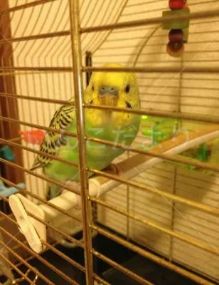 コメントの画像