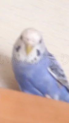 コメントの画像