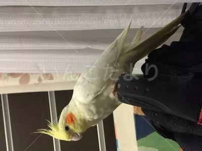 コメントの画像