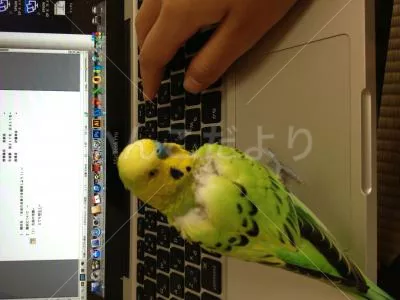 コメントの画像