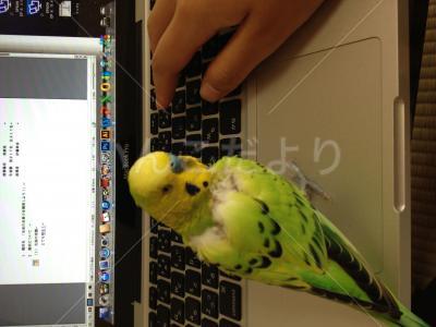 コメントの画像