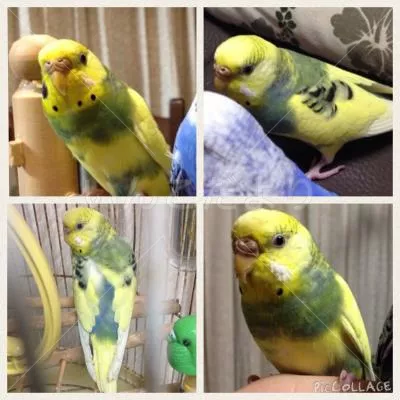 コメントの画像