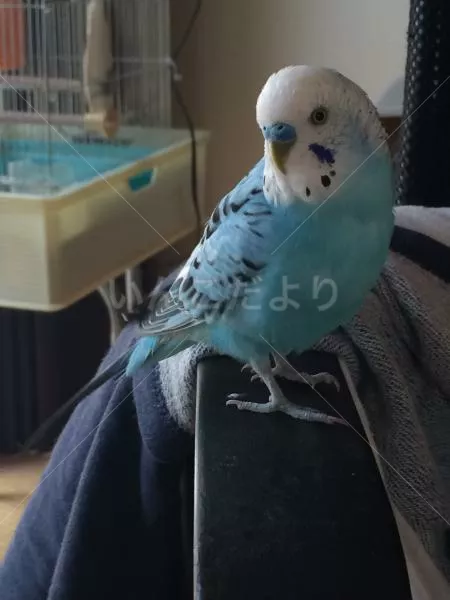 コメントの画像