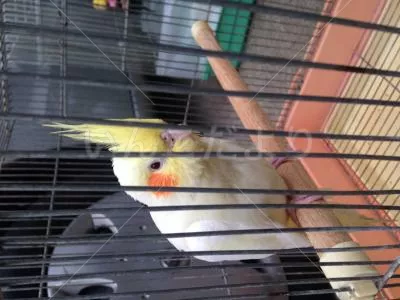 コメントの画像