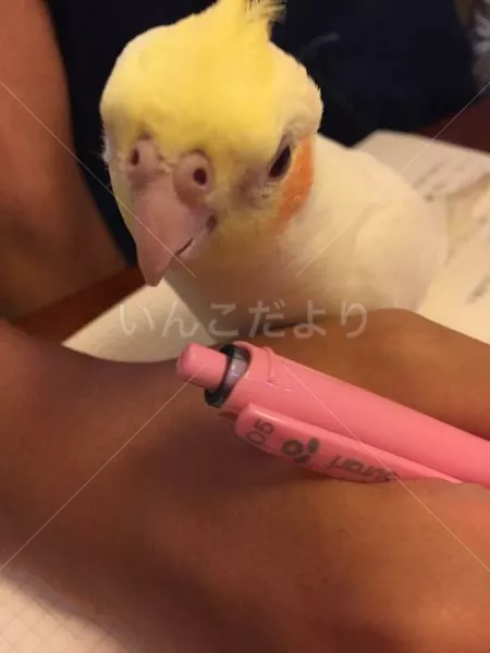 コメントの画像