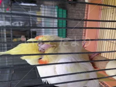 コメントの画像