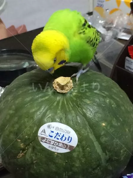 コメントの画像