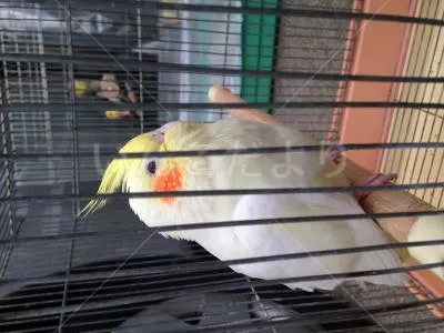 コメントの画像