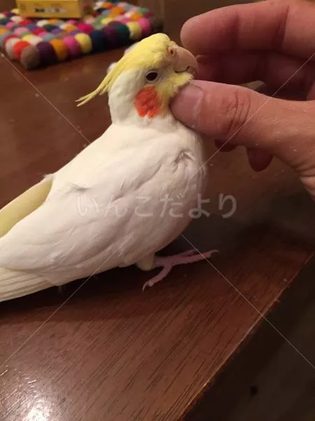 コメントの画像