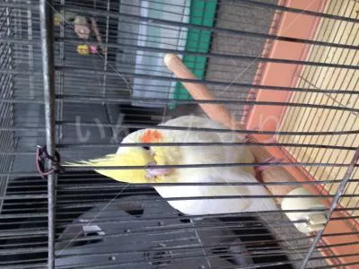 コメントの画像