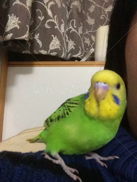 コメントの画像