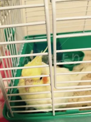 コメントの画像