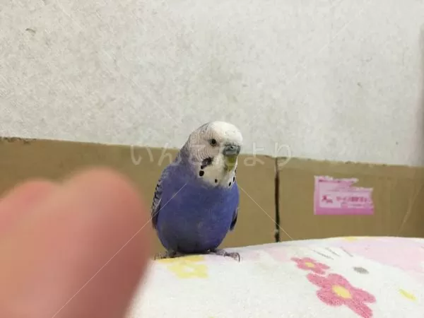 コメントの画像