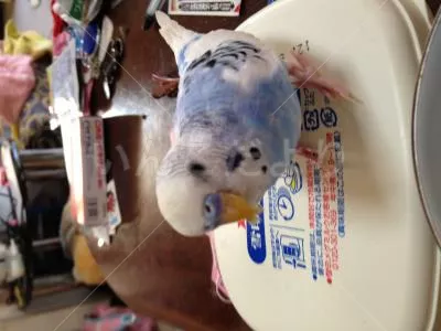 コメントの画像