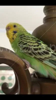 コメントの画像