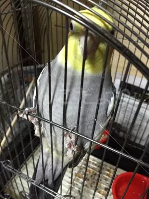 コメントの画像