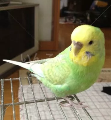 コメントの画像