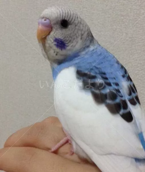 コメントの画像