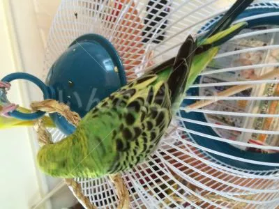 コメントの画像