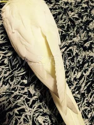 コメントの画像