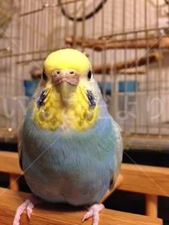 コメントの画像