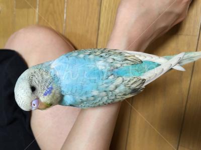 コメントの画像