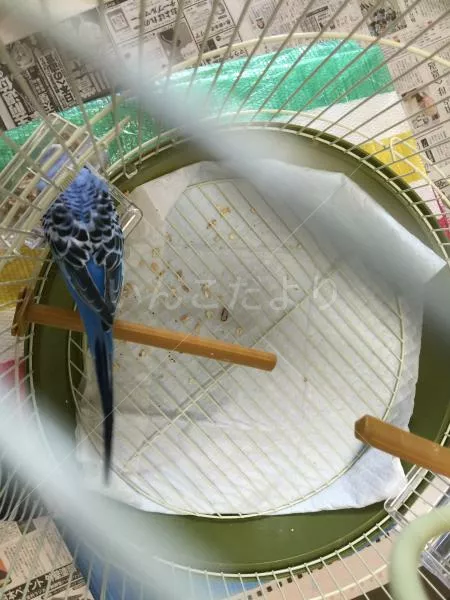 コメントの画像