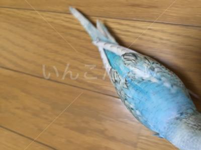 コメントの画像