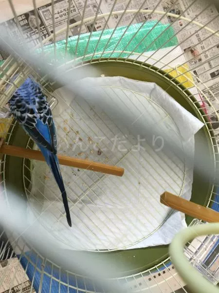 コメントの画像