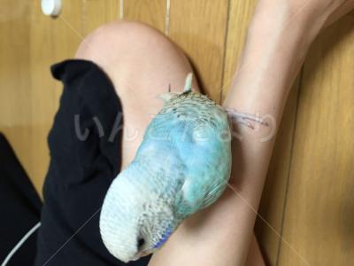 コメントの画像