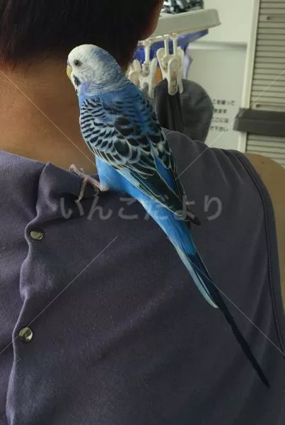 コメントの画像