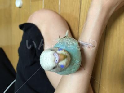 コメントの画像