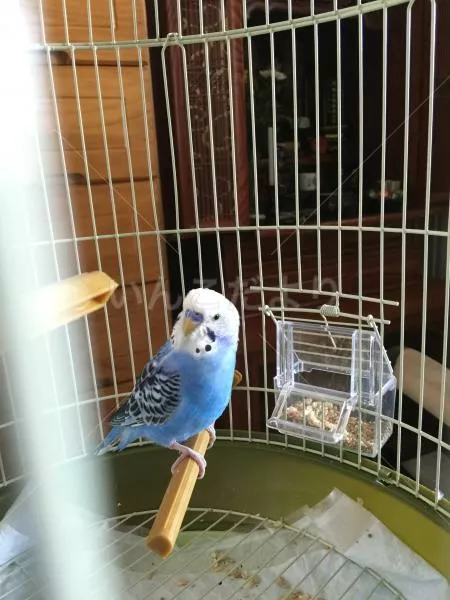 コメントの画像