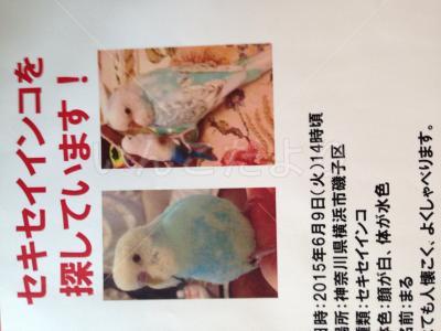 コメントの画像