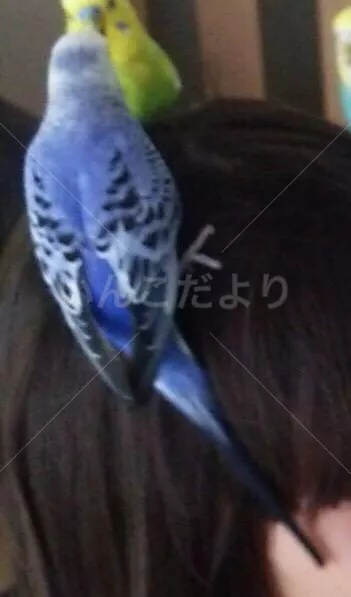 コメントの画像