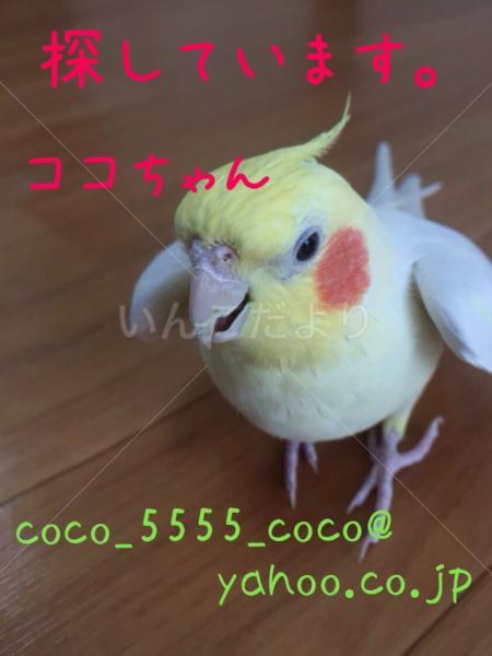コメントの画像