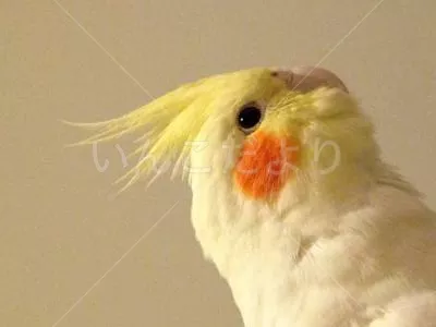 コメントの画像