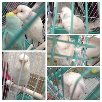 コメントの画像