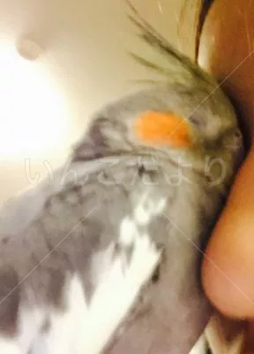 コメントの画像