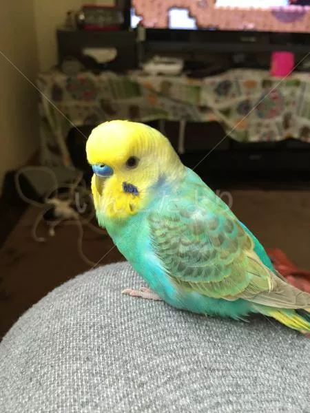 コメントの画像