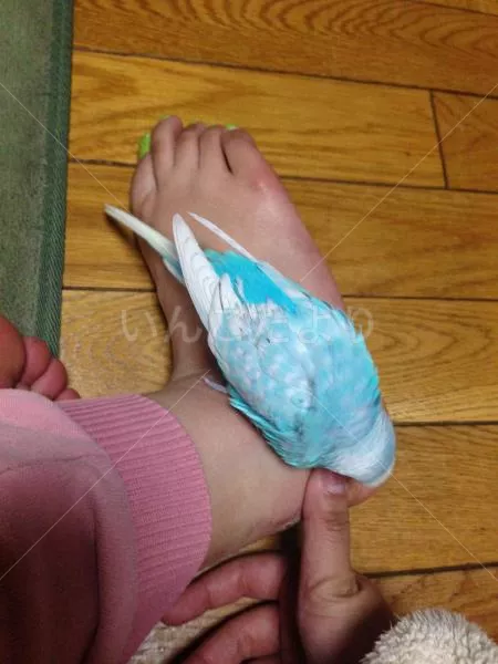 コメントの画像