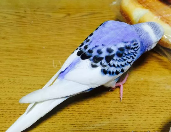 コメントの画像