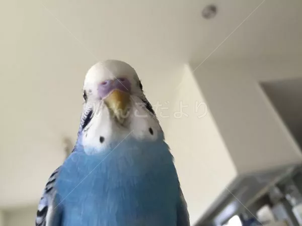 コメントの画像