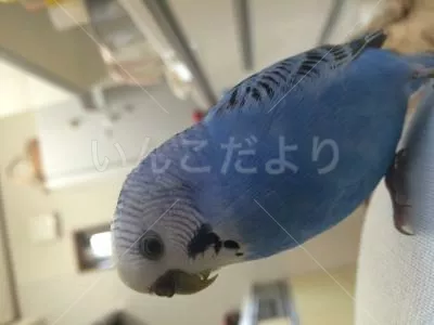 コメントの画像