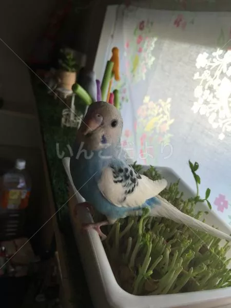 コメントの画像